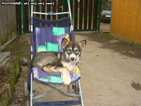 Alaskan Malamute Hunde Foto 20753 in höherer Auflösung ansehen Alaskan Malamute
