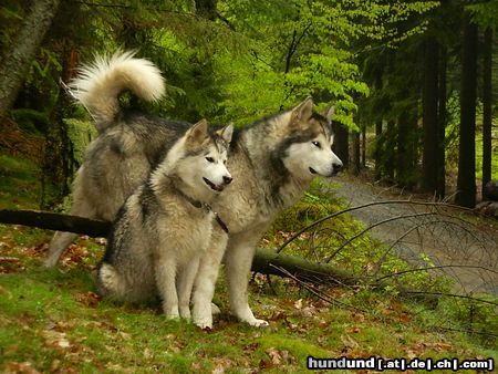 Alaskan Malamute Hunde Foto 11993 Alaskan Malamute Vakinyan mit seiner Enkelin Cheyennr