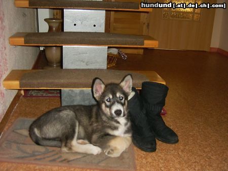 Alaskan Malamute Hunde Foto 20752 in höherer Auflösung ansehen Alaskan Malamute