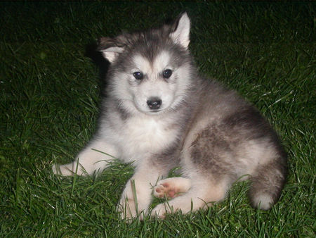 Alaskan Malamute Hunde Foto 39690 in höherer Auflösung ansehen Alaskan Malamute ja, auch ich will mal ganz groß werden