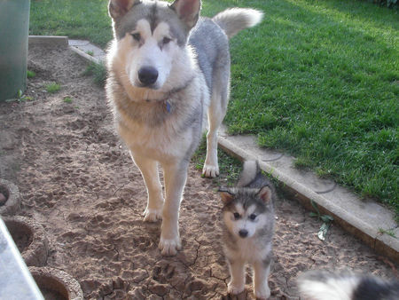 Alaskan Malamute Hunde Foto 39691 in höherer Auflösung ansehen Alaskan Malamute ja, auch ich will mal ganz groß werden