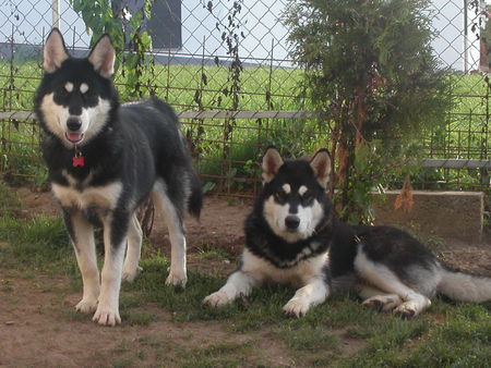 Alaskan Malamute Hunde Foto 39583 in höherer Auflösung ansehen Alaskan Malamute