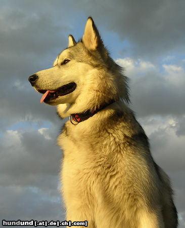 Alaskan Malamute Unsere Alaskan Malamute-Hündin Rashka