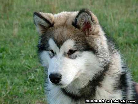 Alaskan Malamute Hunde Foto 3533 Alaskan Malamute Edge of Shadow Inditarod - 6 Monate