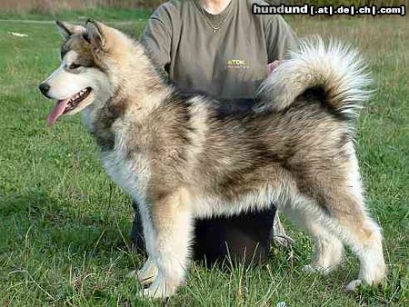 Alaskan Malamute Hunde Foto 3535 Alaskan Malamute Edge of Shadow Inditarod - 6 Monate