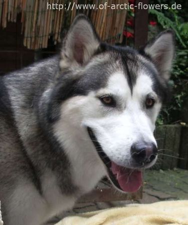 Alaskan Malamute Biisaiyoyaq Sheena of Arctic Flowers