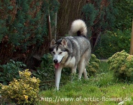 Alaskan Malamute Biisaiyoyaq Sheena of Arctic Flowers