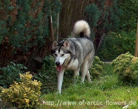 Alaskan Malamute Hunde Foto 41544 in höherer Auflösung ansehen Alaskan Malamute Biisaiyoyaq Sheena of Arctic Flowers
