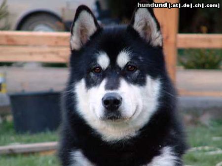 Alaskan Malamute Hunde Foto 3534 Alaskan Malamute ICH.Buffalo Bill Inditarod
