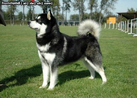 Alaskan Malamute Hunde Foto 24607 in höherer Auflösung ansehen Alaskan Malamute BIS BISS ICh.Buffalo Bill Inditarod
