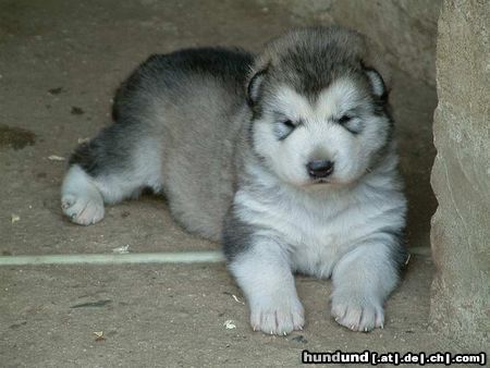 Alaskan Malamute First Surprise Inditarod - Hündin 3 Wochen