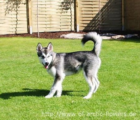 Alaskan Malamute Chaya Tadewi of Arctic Flowers, 3 Monate alt