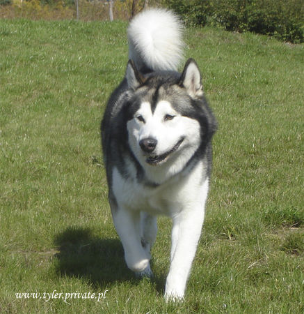 Alaskan Malamute TYLER -Tanana Sunka Wakan Nik-Nak