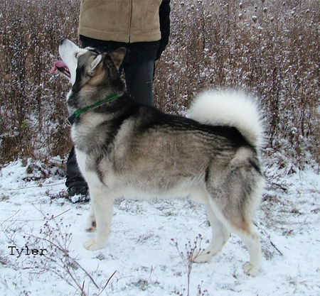 Alaskan Malamute Hunde Foto 27074 in höherer Auflösung ansehen Alaskan Malamute