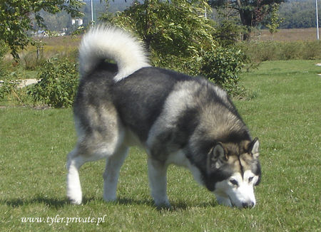 Alaskan Malamute TYLER -Tanana Sunka Wakan Nik-Nak