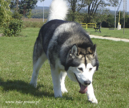 Alaskan Malamute TYLER -Tanana Sunka Wakan Nik-Nak