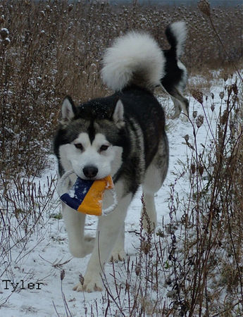 Alaskan Malamute Hunde Foto 27071 in höherer Auflösung ansehen Alaskan Malamute