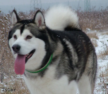 Alaskan Malamute Hunde Foto 27050 in höherer Auflösung ansehen Alaskan Malamute