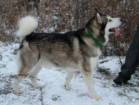 Alaskan Malamute Hunde Foto 27076 in höherer Auflösung ansehen Alaskan Malamute