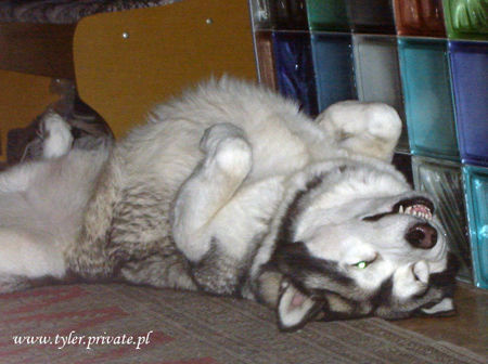 Alaskan Malamute TYLER-Tanana Sunka Wakan Nik-Nak