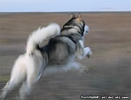 Alaskan Malamute Hunde Foto 15914 in höherer Auflösung ansehen Alaskan Malamute Party on meadow