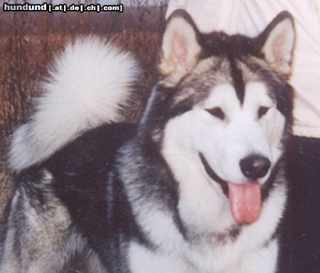 Alaskan Malamute Hunde Foto 10282 Alaskan Malamute TYLER - Tanana Sunka Wakan Nik-Nak