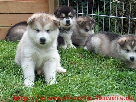 Alaskan Malamute Hunde Foto 41541 Alaskan Malamute C Wurf of Arctic Flowers