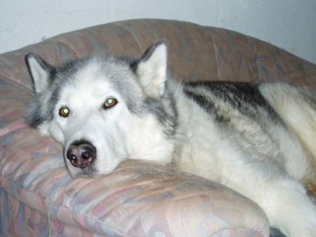 Alaskan Malamute Hunde Foto 29649 Alaskan Malamute man was das heute anstrengend