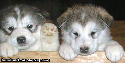 Alaskan Malamute Hunde Foto 11597 Alaskan Malamute Ace