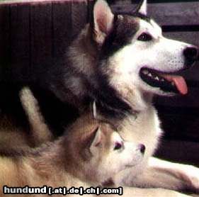 Alaskan Malamute Hunde Foto 11598 Alaskan Malamute Ace