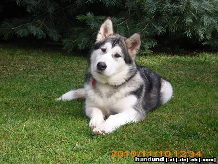 Alaskan Malamute Cika Alaskan Malamute Hündin 2 Jahre alt woht in Borstendorf/ ERZ