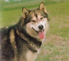 Alaskan Malamute Hunde Foto 21 Alaskan Malamute