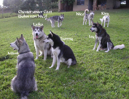 Alaskan Malamute Hunde Foto 42675 in höherer Auflösung ansehen Alaskan Malamute unser Rudel