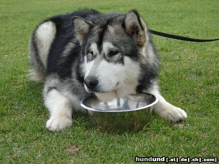 Alaskan Malamute Hunde Foto 20663 in höherer Auflösung ansehen Alaskan Malamute Apach 9 monaten alt