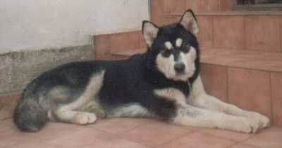 Alaskan Malamute Hunde Foto 29665 in höherer Auflösung ansehen Alaskan Malamute