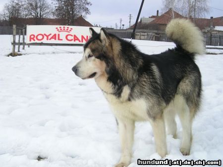 Alaskan Malamute Hunde Foto 16378 in höherer Auflösung ansehen Alaskan Malamute vater und tochter