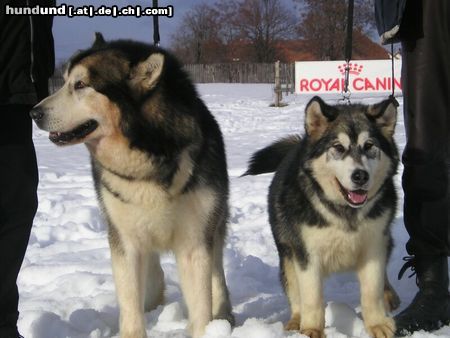 Alaskan Malamute Hunde Foto 16377 in höherer Auflösung ansehen Alaskan Malamute vater und tochter