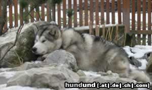 Alaskan Malamute Hunde Foto 13139 Alaskan Malamute Hat er mich schon gesehen?