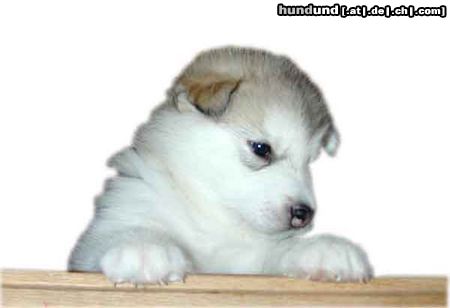 Alaskan Malamute Hunde Foto 17721 in höherer Auflösung ansehen Alaskan Malamute alaskan malamute baby chellakani