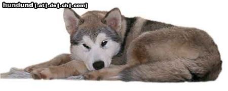 Alaskan Malamute Hunde Foto 17724 in höherer Auflösung ansehen Alaskan Malamute alaskan malamute chella