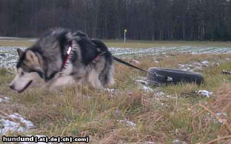 Alaskan Malamute Hunde Foto 17723 in höherer Auflösung ansehen Alaskan Malamute alaskan malamute yukom beim krafttraining