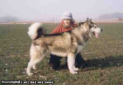 Alaskan Malamute Hunde Foto 18567 Alaskan Malamute Dr Watson