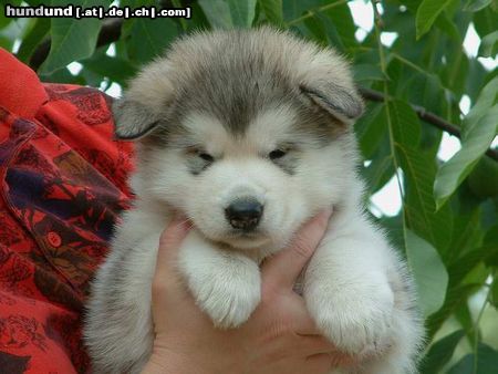 Alaskan Malamute Hunde Foto 4610 Alaskan Malamute Fantastic Yusha Inditarod - Hündin 5 Wochen