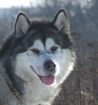 Alaskan Malamute DOCTOR WATSON Appalachian