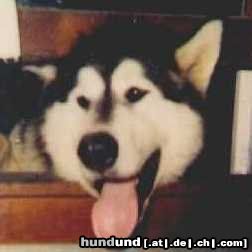 Alaskan Malamute Hunde Foto 7346 Alaskan Malamute Mein süßer Alaskan Malamute Happy :-)