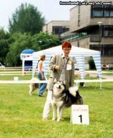 Alaskan Malamute Hunde Foto 12707 Alaskan Malamute Ariadna Legenda Polnocy PL
