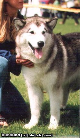 Alaskan Malamute Hunde Foto 4672 Alaskan Malamute Sausimayok Kennel