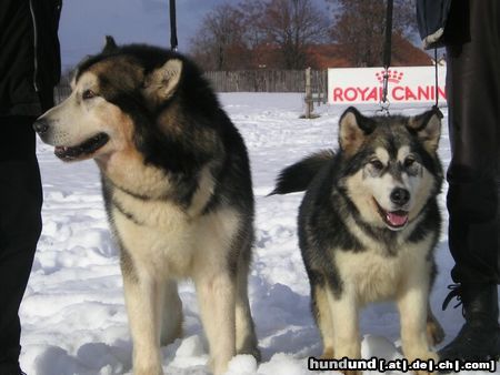 Alaskan Malamute Hunde Foto 18336 in höherer Auflösung ansehen Alaskan Malamute Mein Malamutes, VAter un tochter
