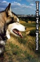 Alaskan Malamute Ariadna Legenda Polnocy PL
