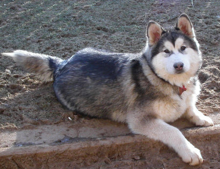 Alaskan Malamute